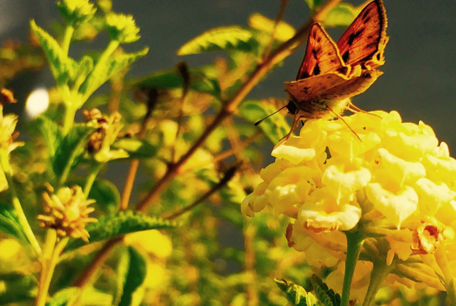 Nectar Feeding