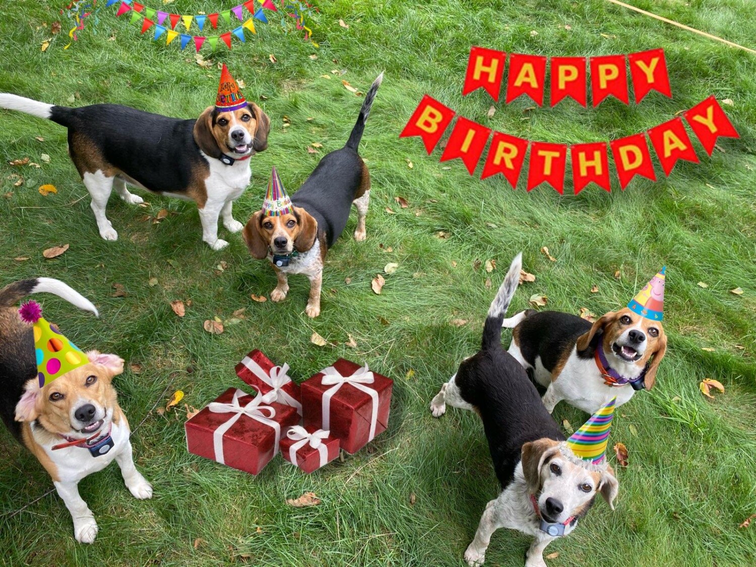 Happy  Birthday, my Love