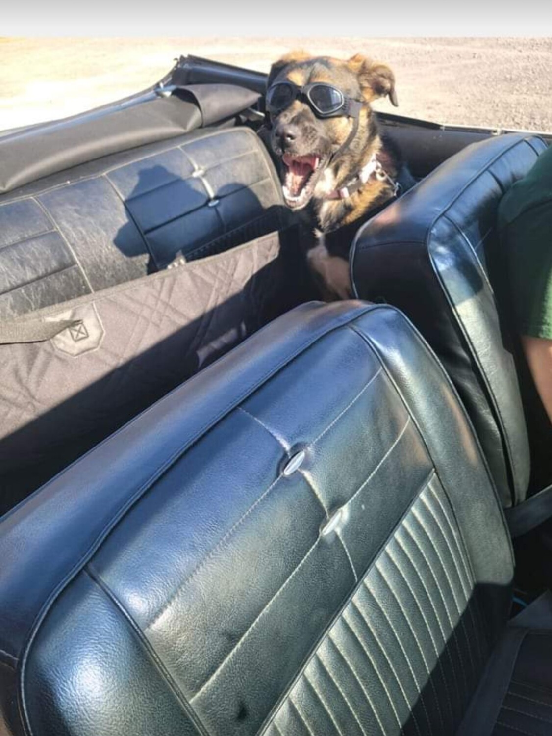 Cruising with Gracie