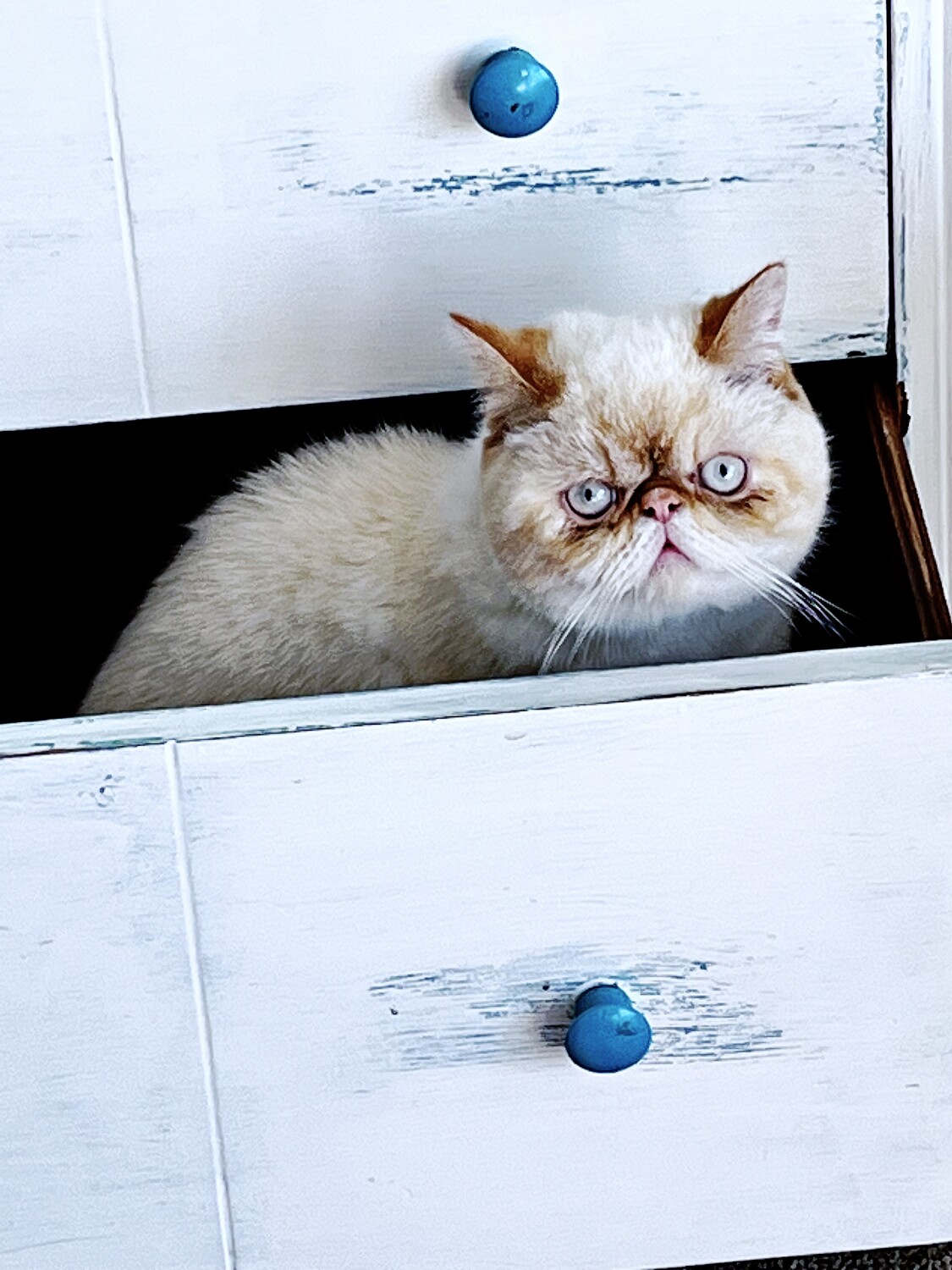 Cat in a drawer