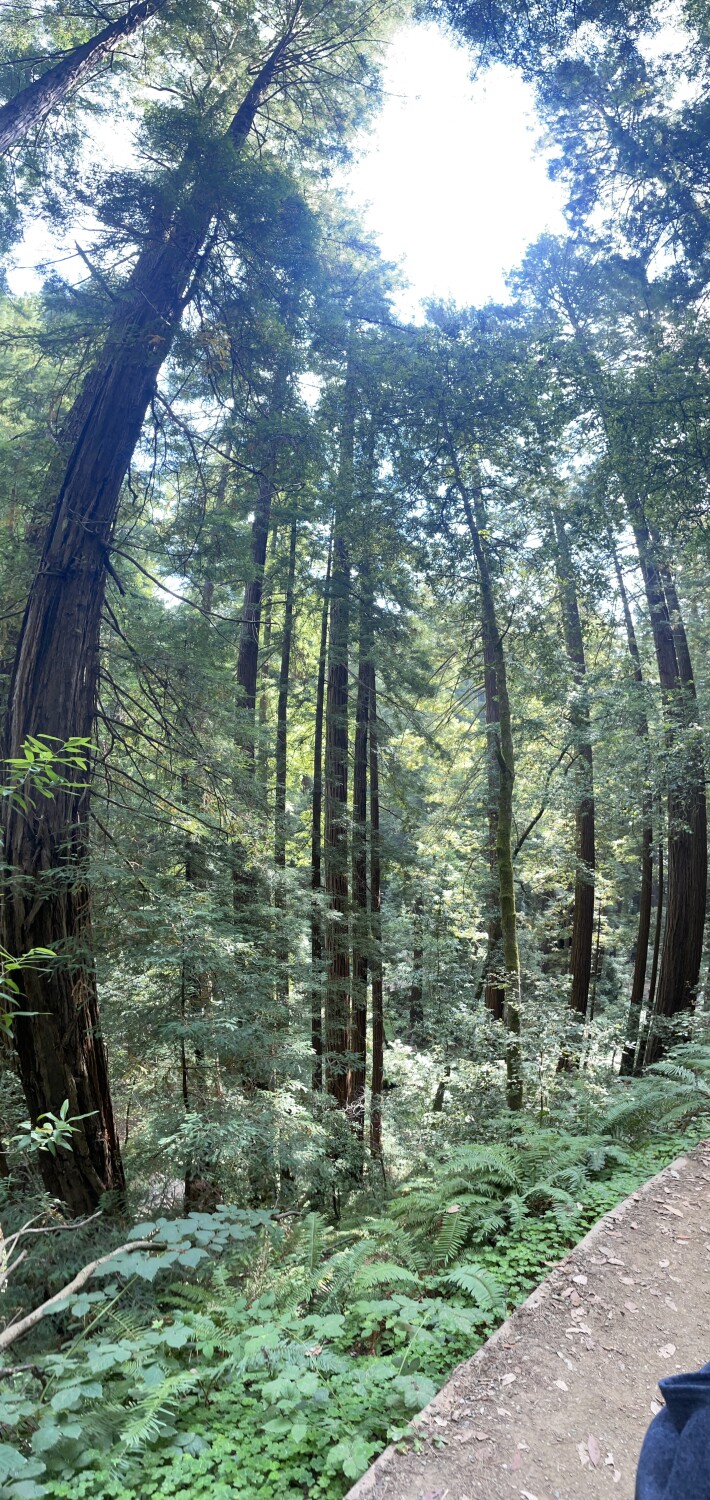 Muir Woods