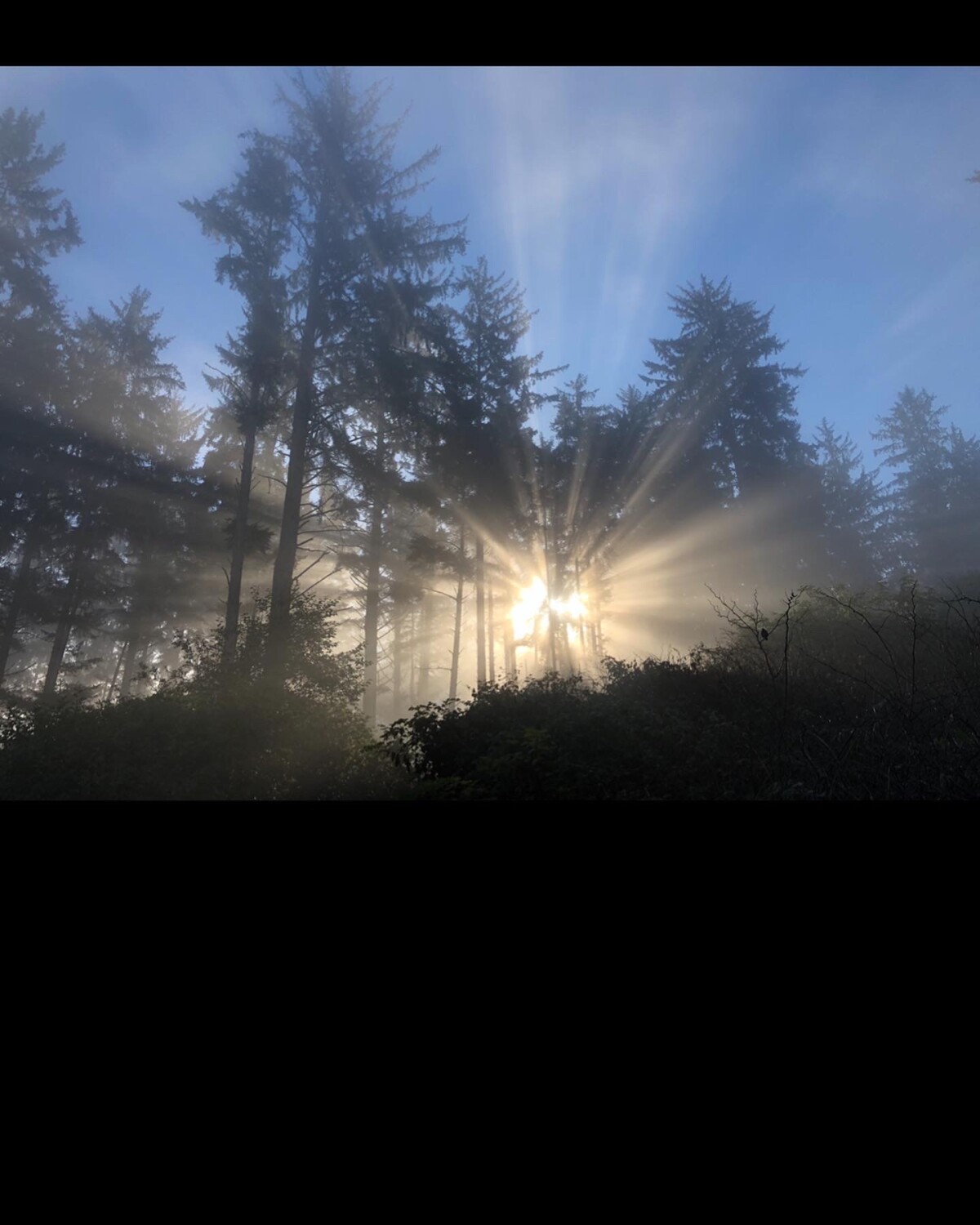 Redwood Forest Sunrise