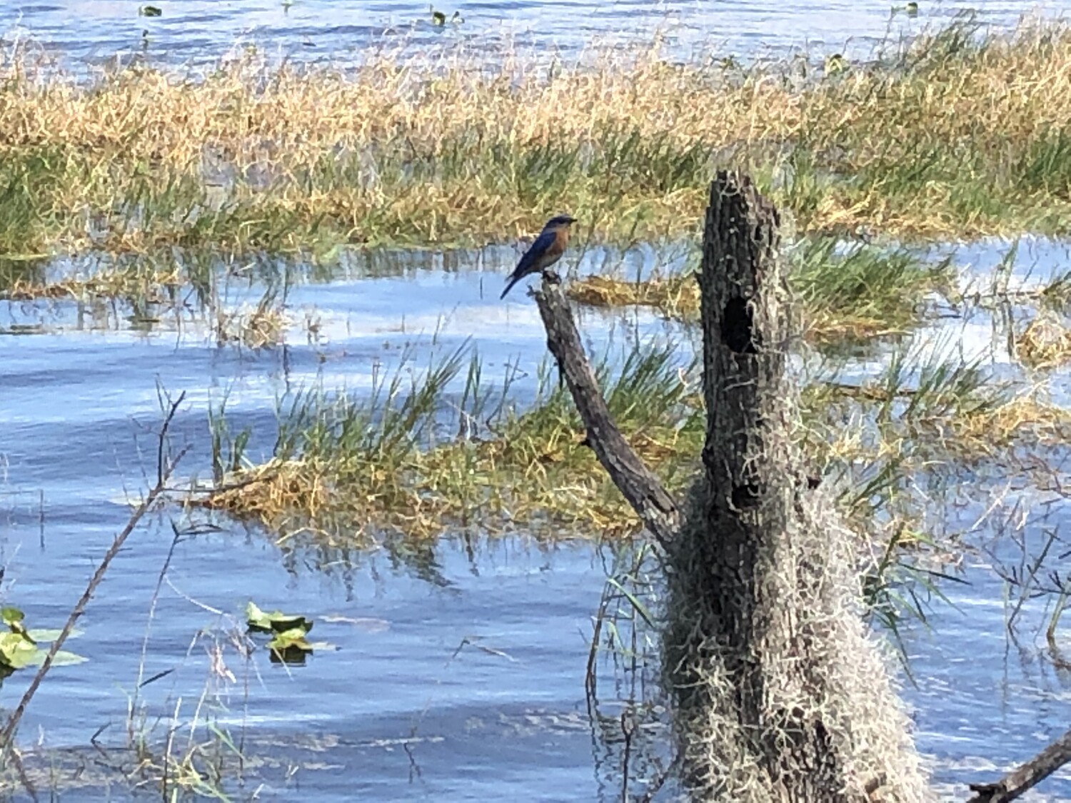 Near Lily’s on the Lake near Clermont, FL