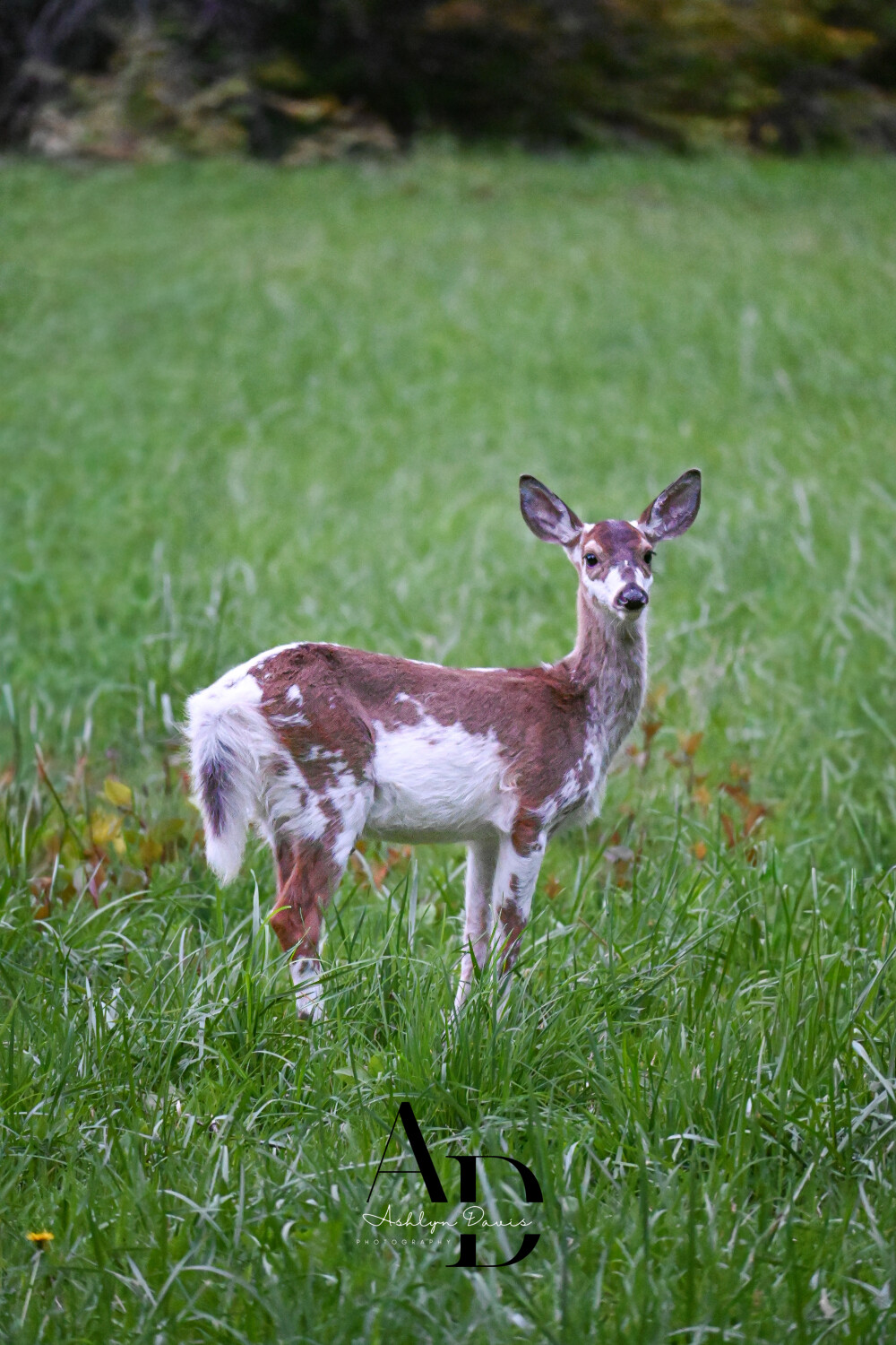 Baby Piebald