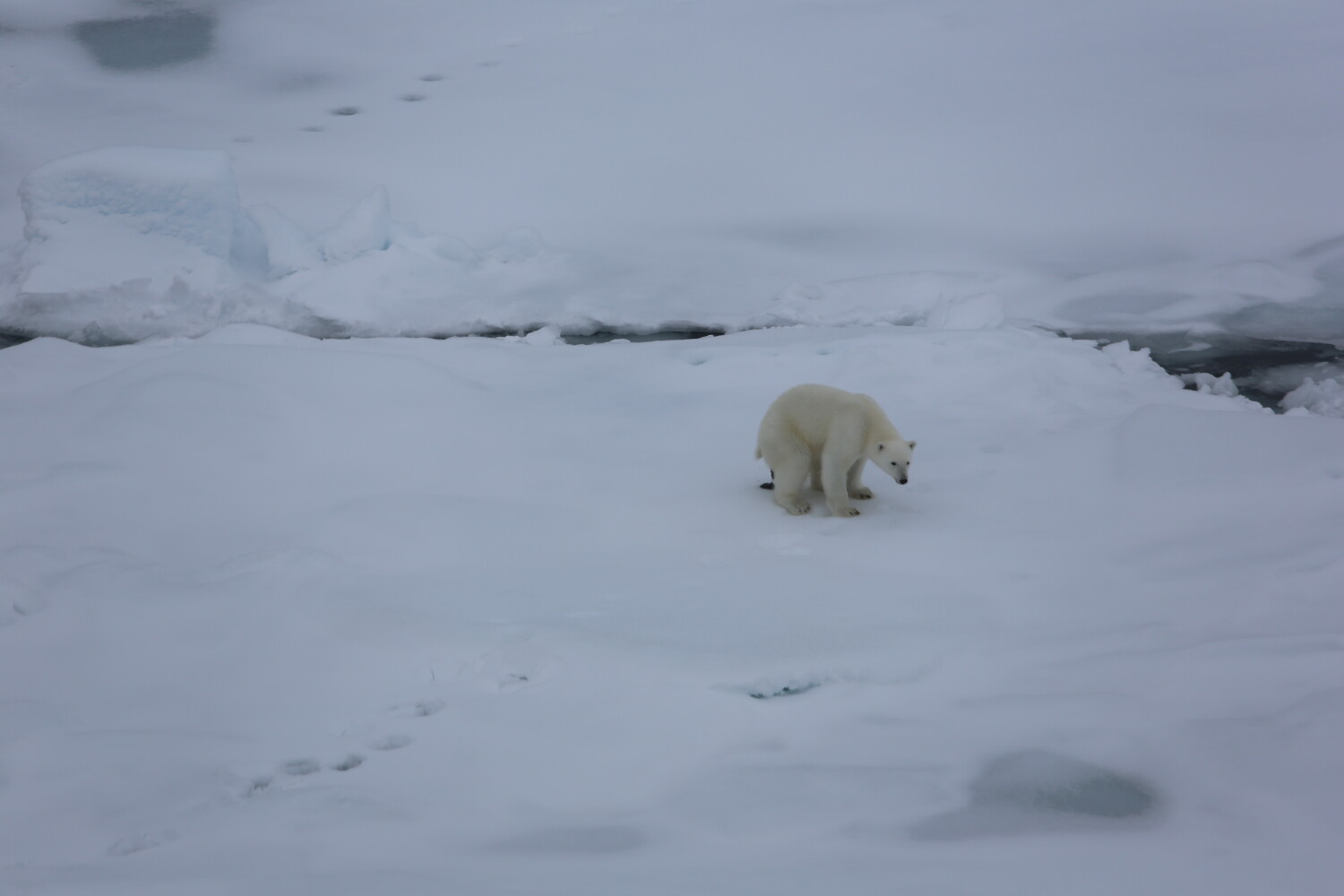 Do Bears poop on ice?