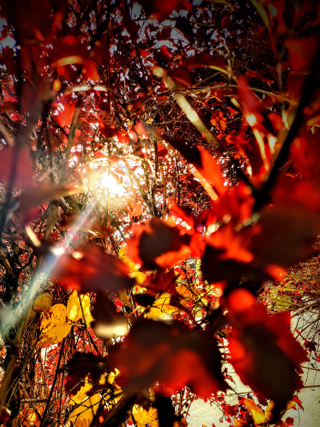 Fall vortex