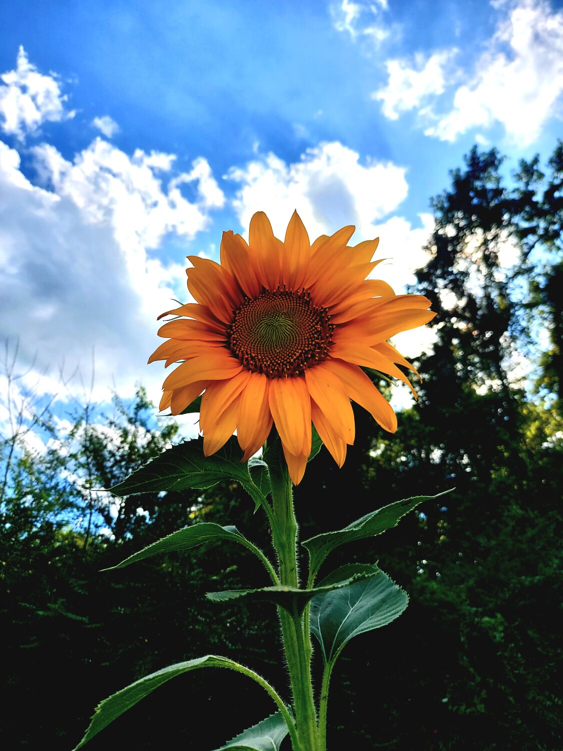 Summer Sunflower