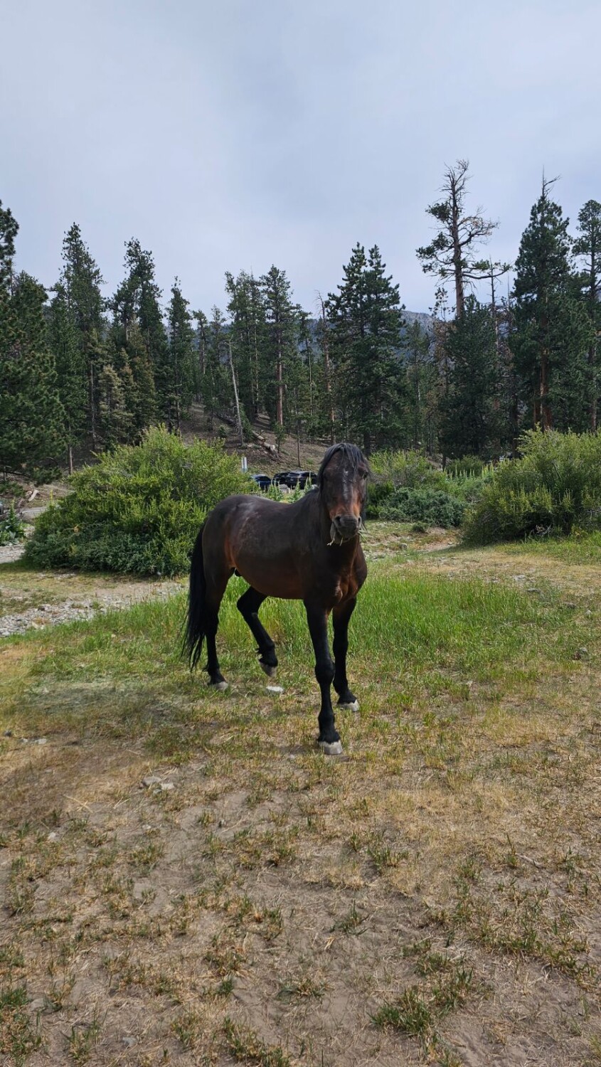 Lee Canyon wild horse