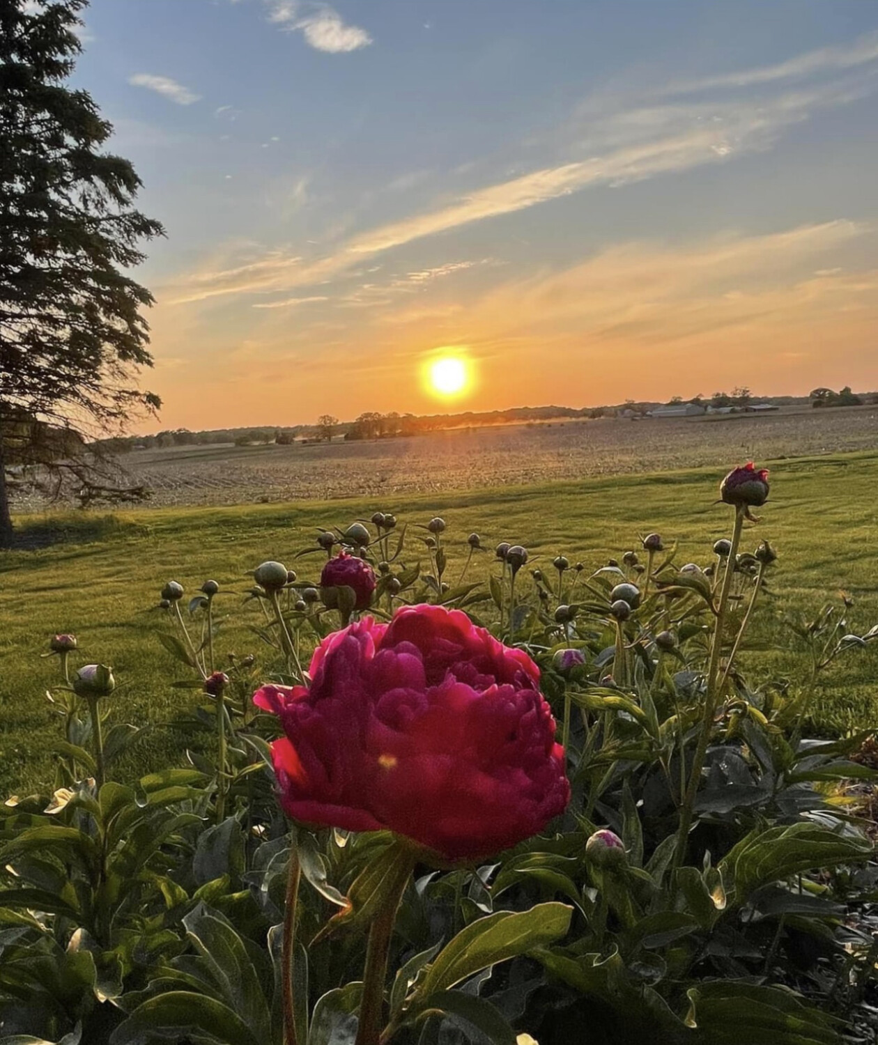 Peonies at sunset