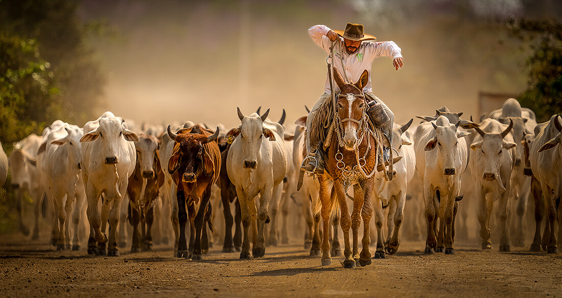 Cowboy Up