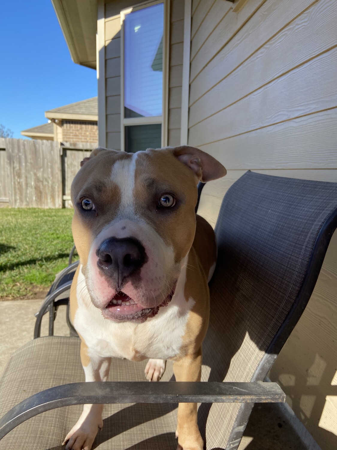 Koda sitting on the Patio