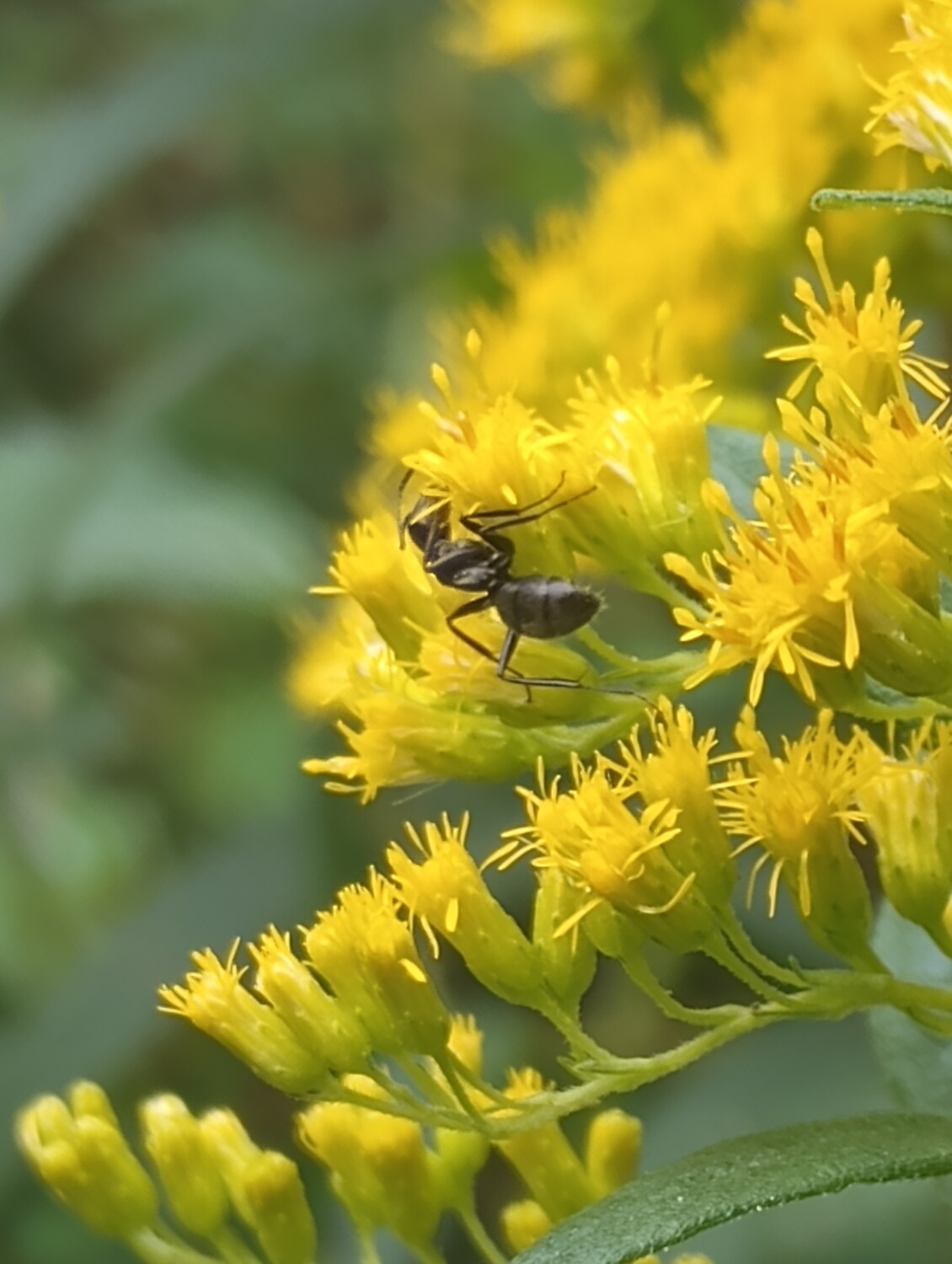 Small ant in a big world