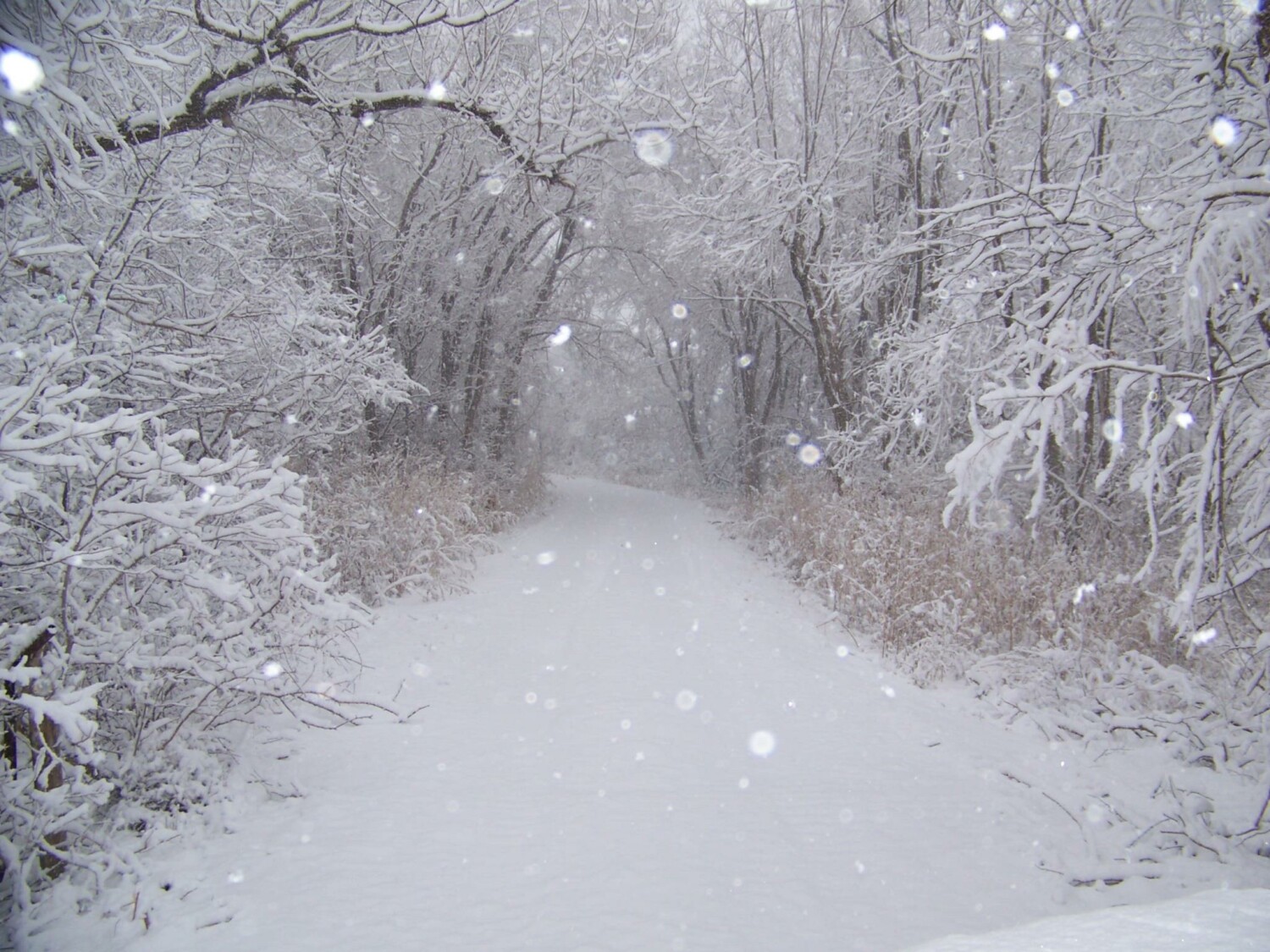 Snowy Lane