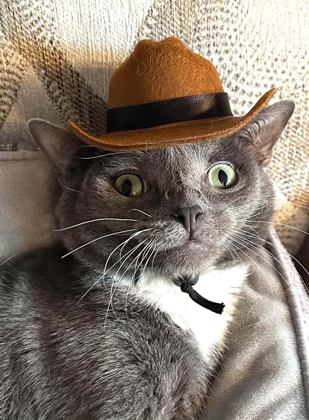 Smeagol saying howdy partner