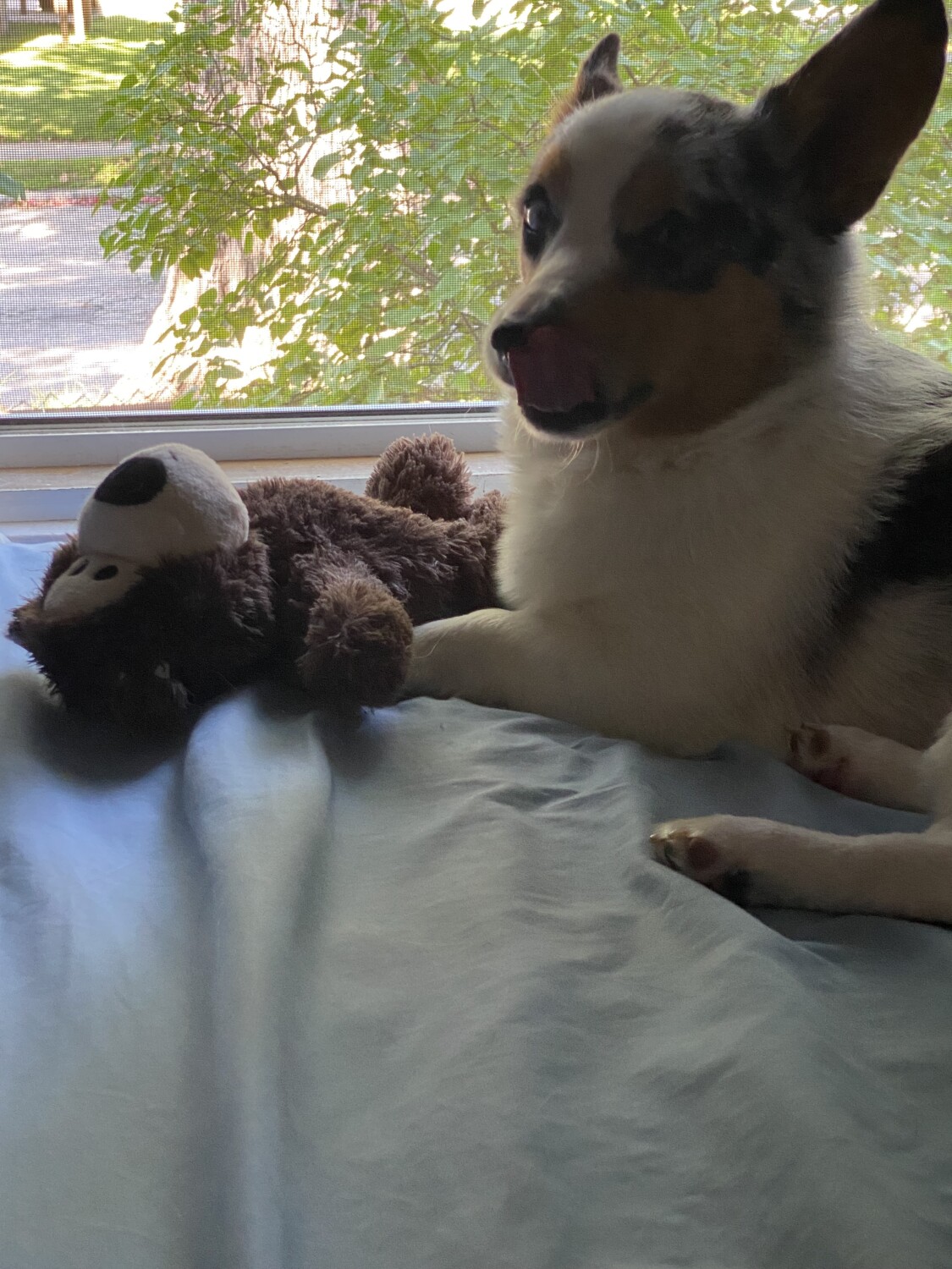Earl and his bear