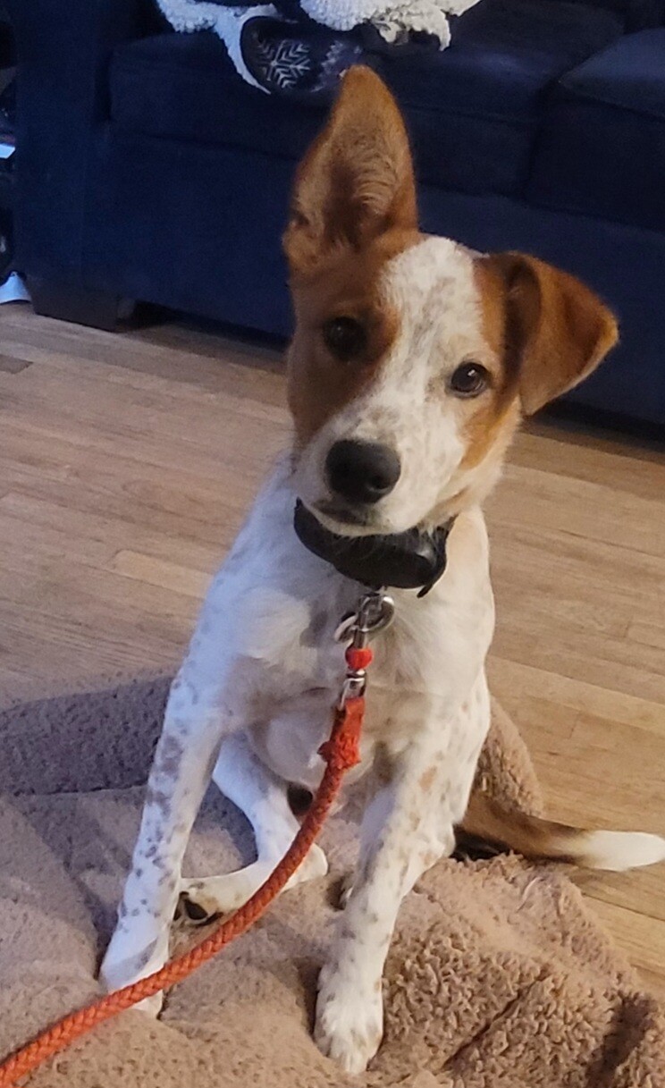 Mando home from a walk with mom