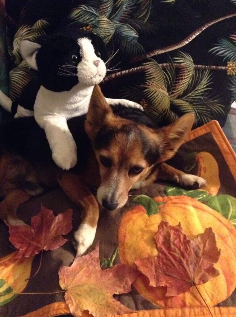 Bobby in Halloween season