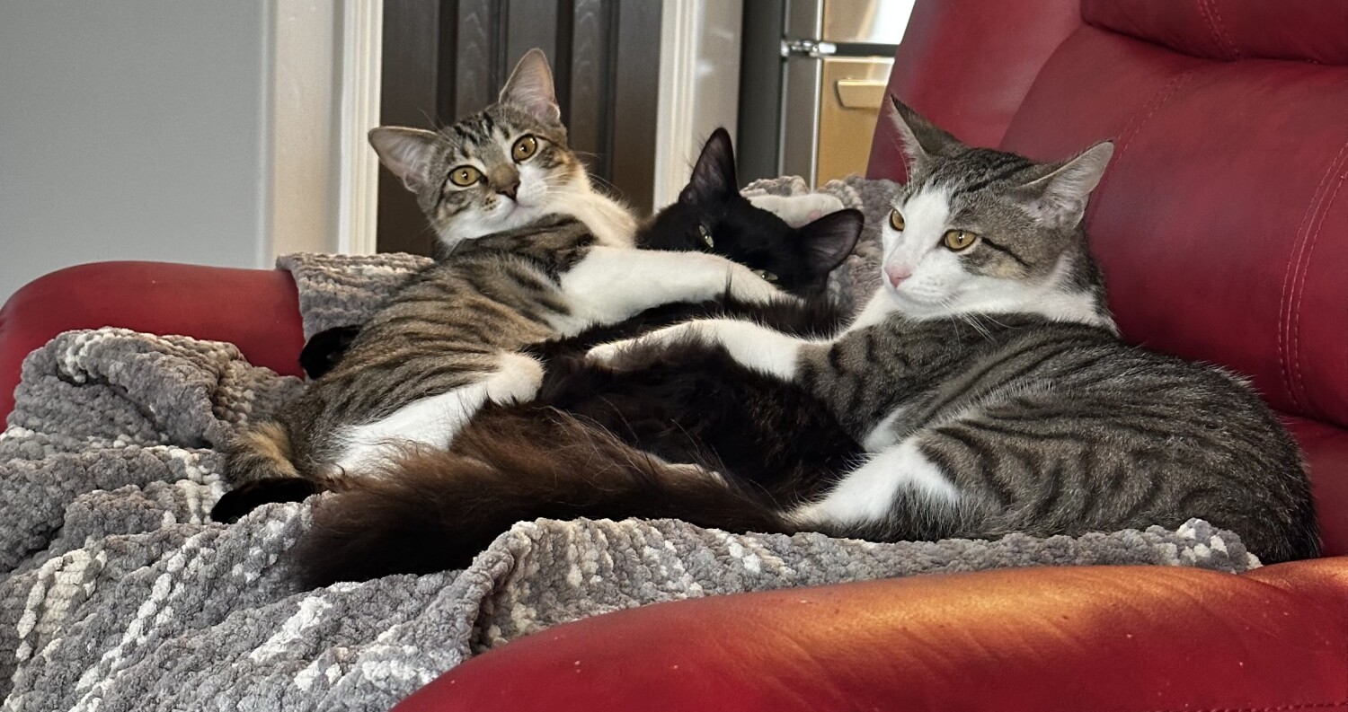 Toofy, Mando and LeeLu