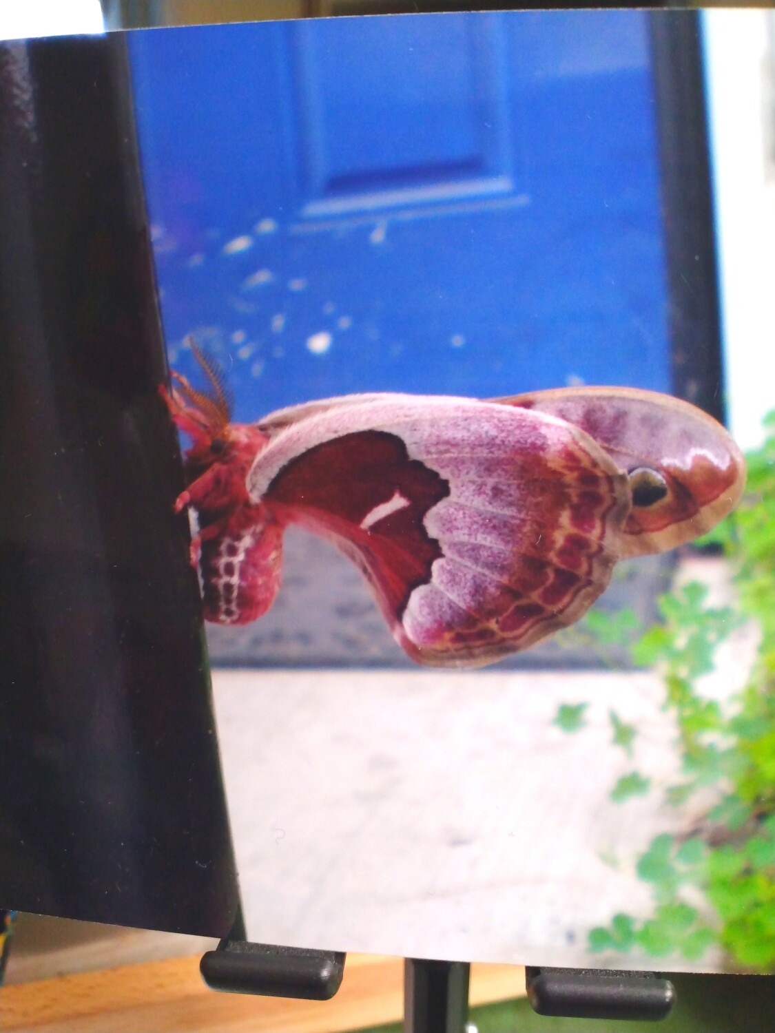 Promethea moth