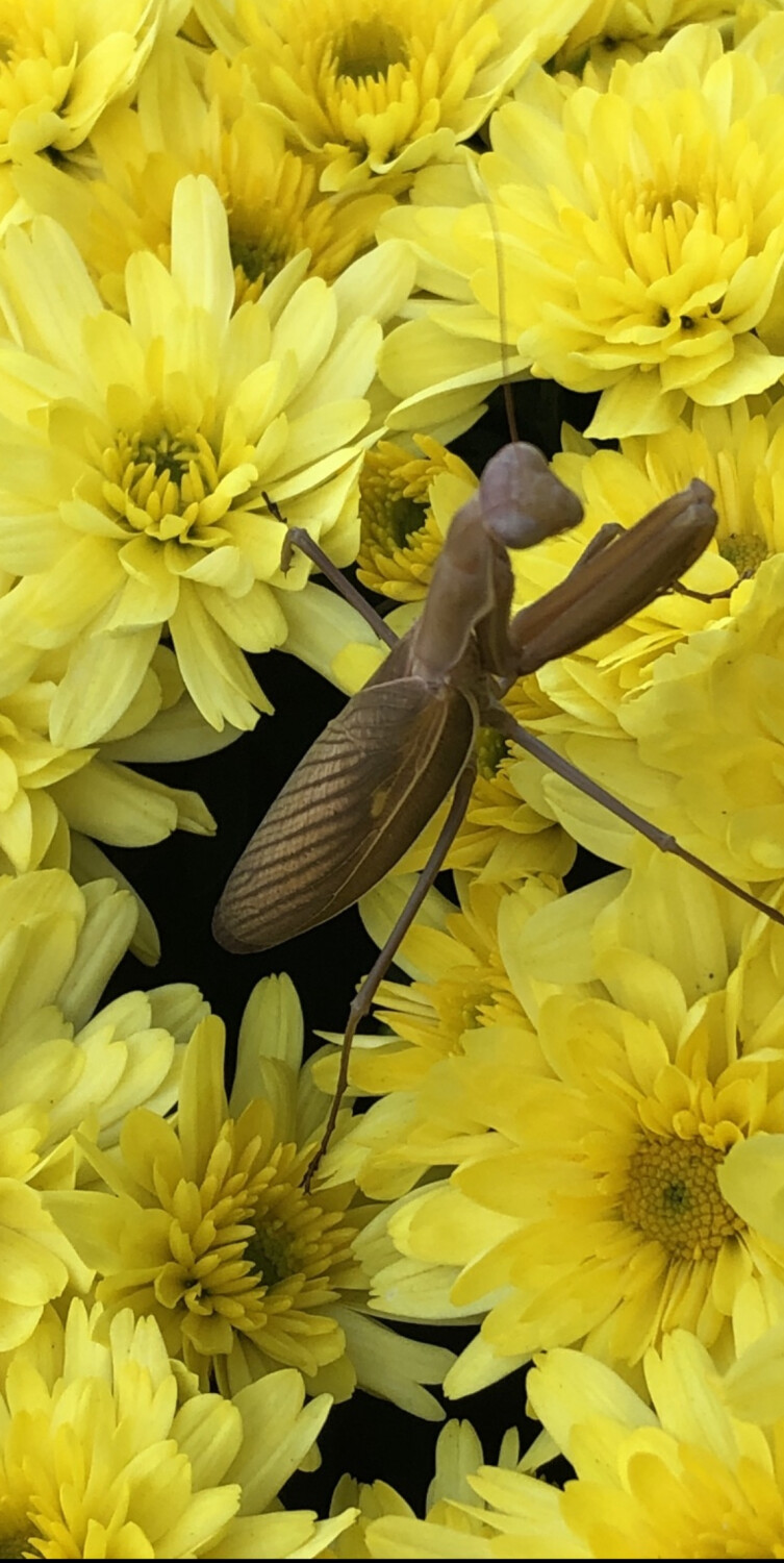 Beauty Among The flowers