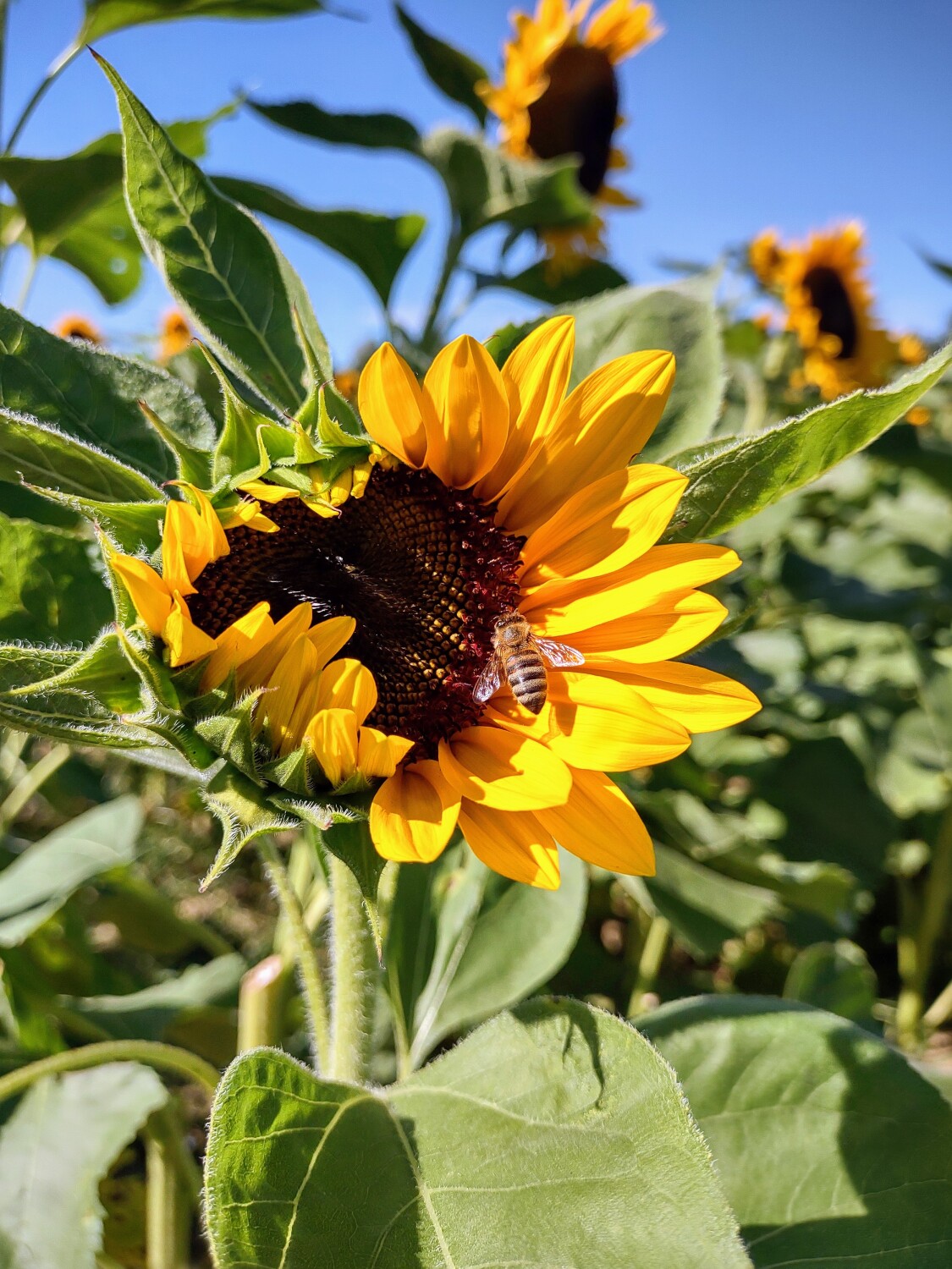 Sun in sunflowers