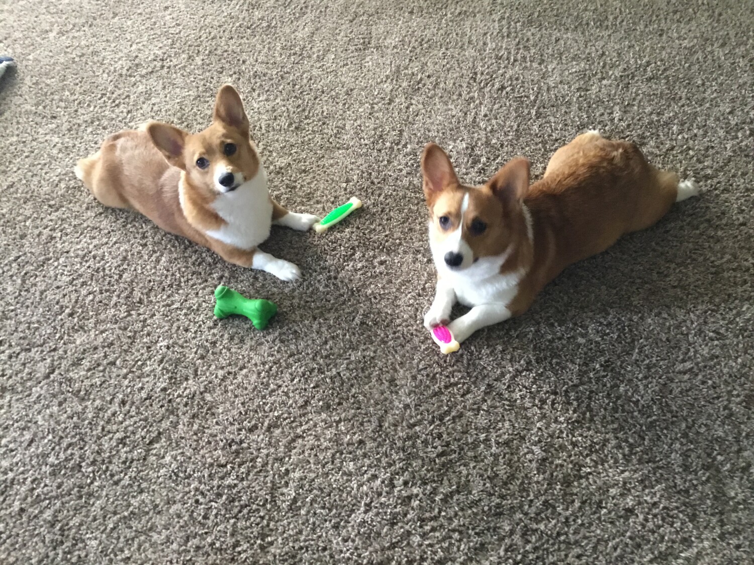 Corgi sisters