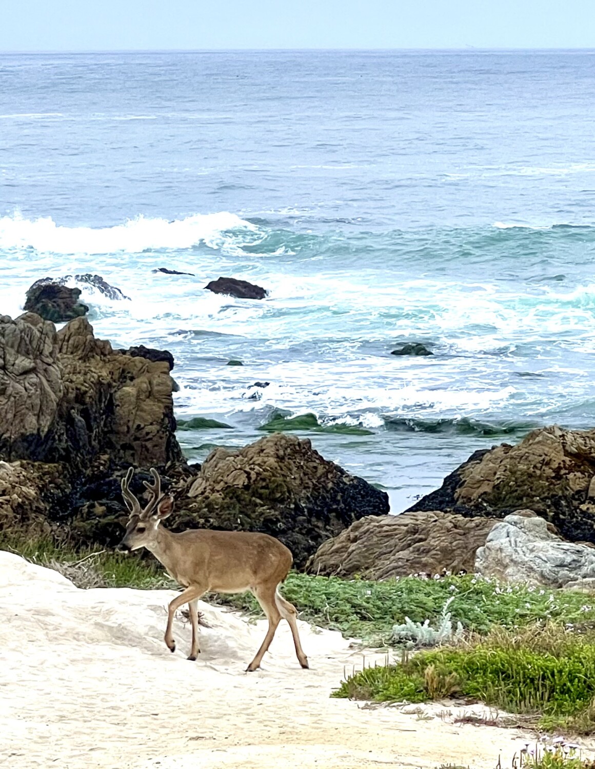 A walk by the sea…