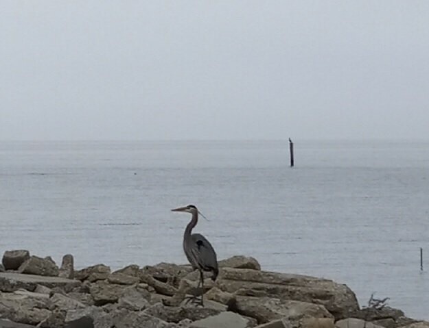 A Foggy Day on the Gulf