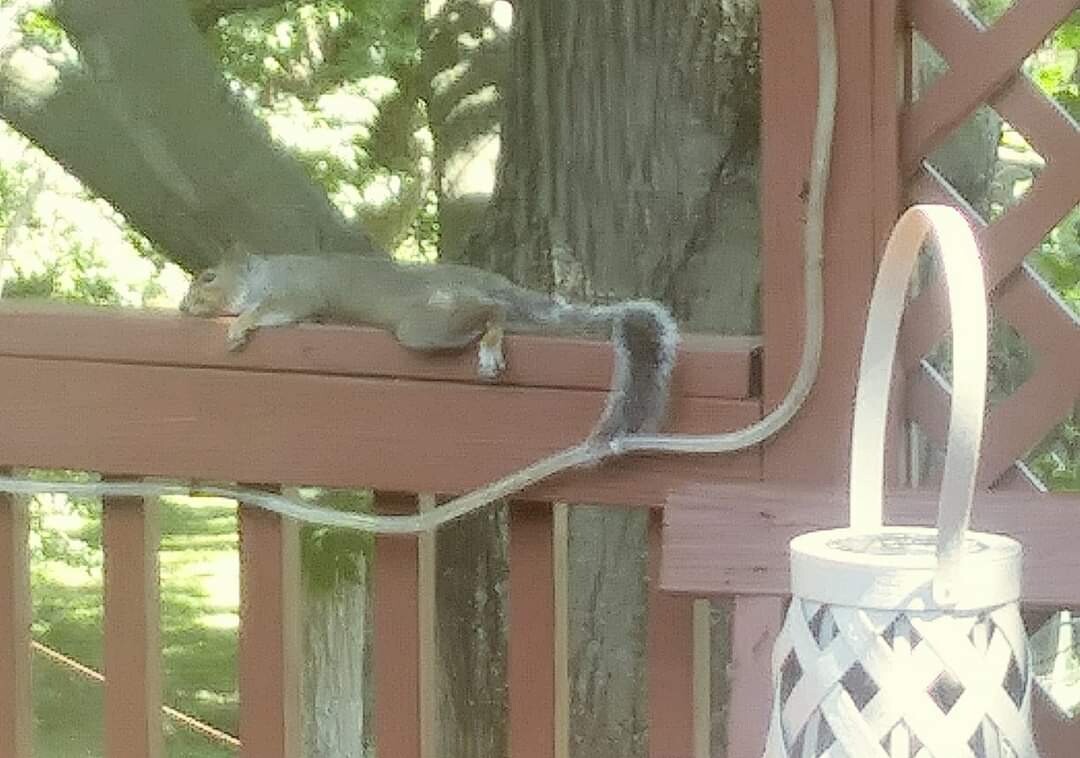 Squirrel heat exhaustion