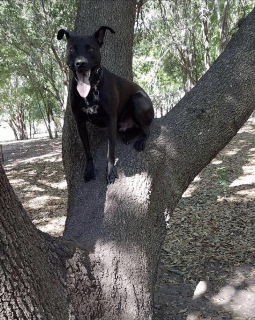 Squirrel outsmarts dog!