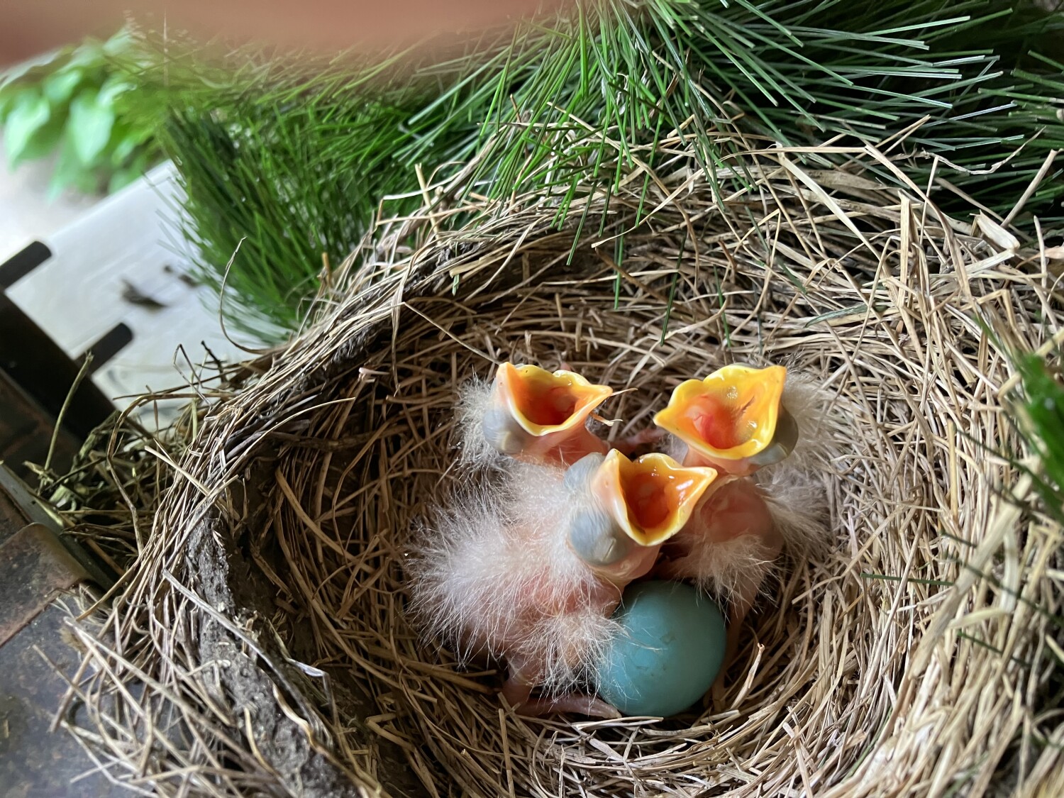Hungry Robin Trio