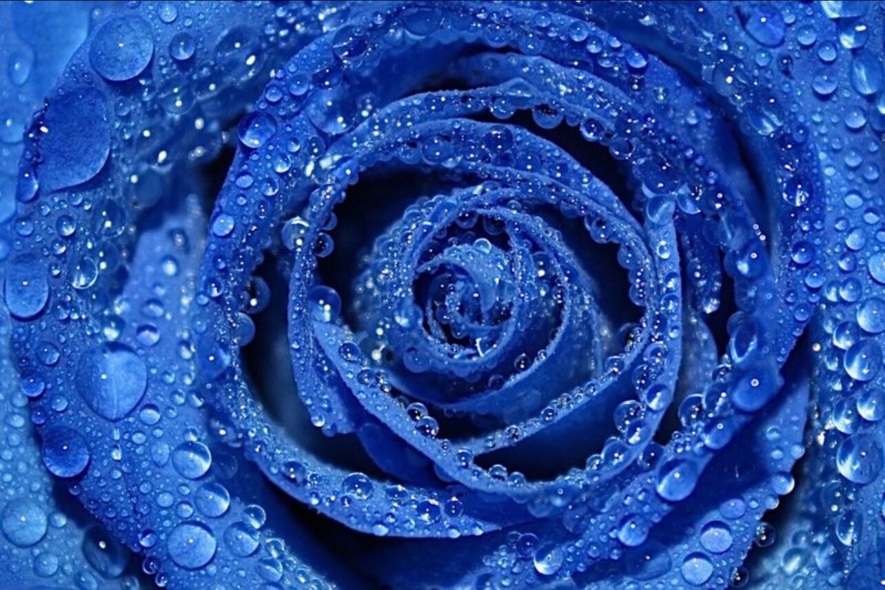 Blue Rose
