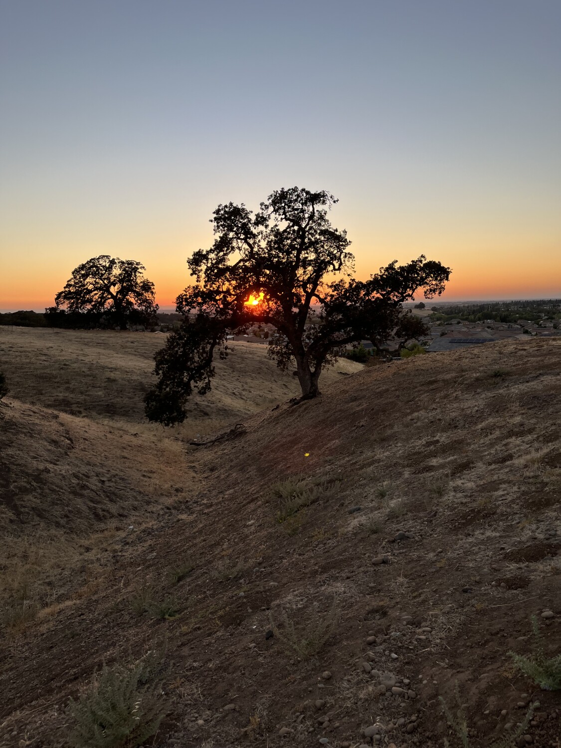Blue Oak at sunset
