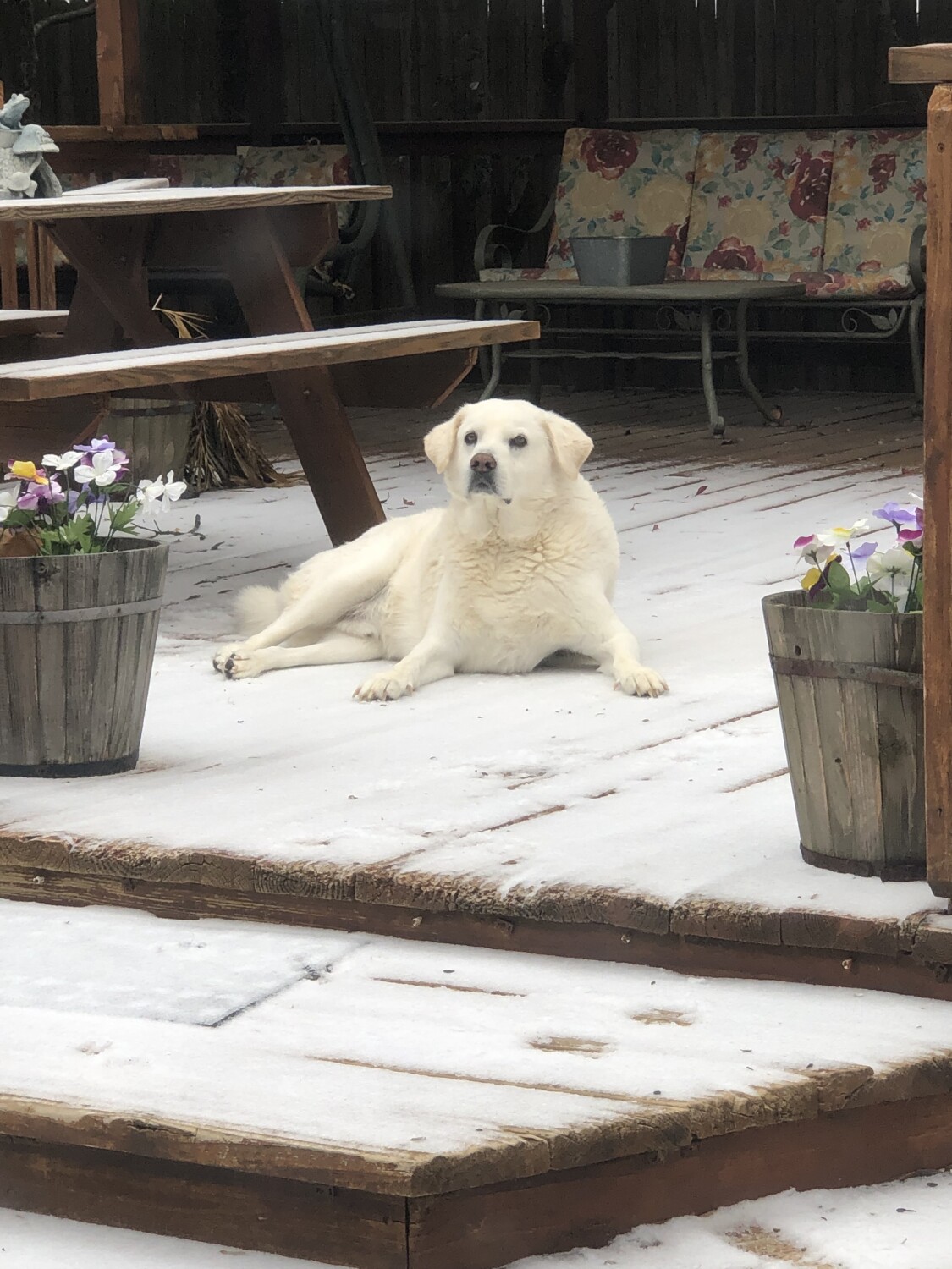 Montana and the Texas snow