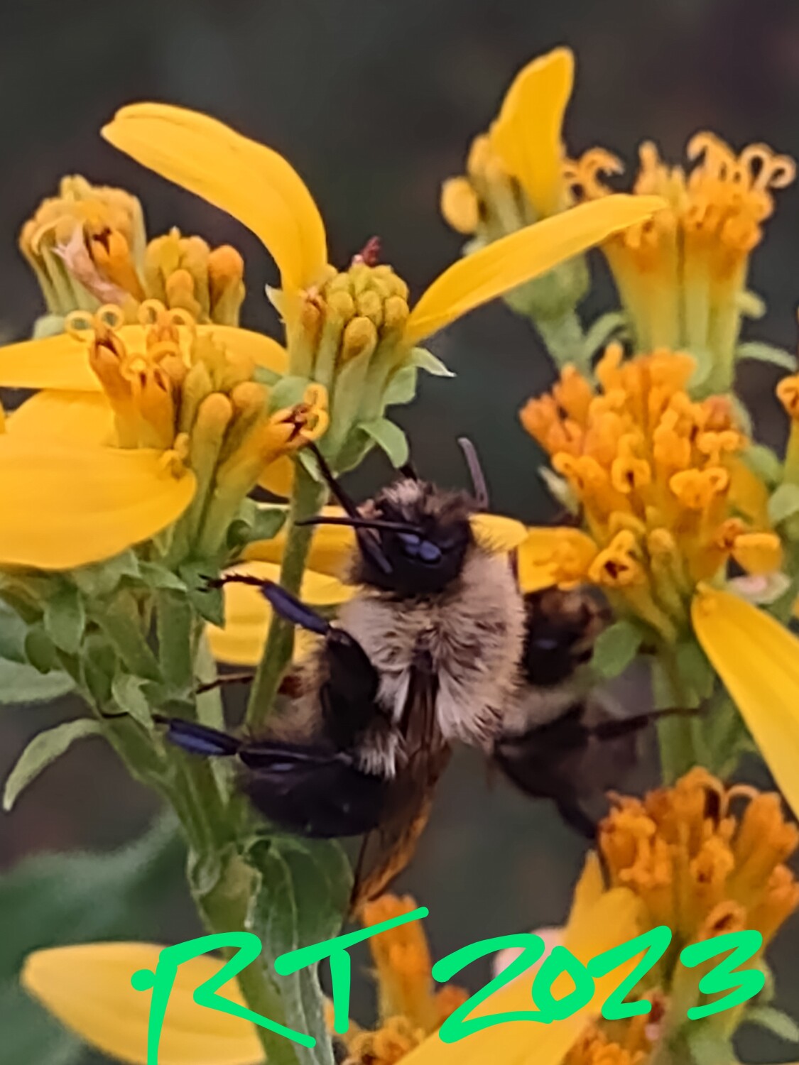 Sleeping Bumblebees