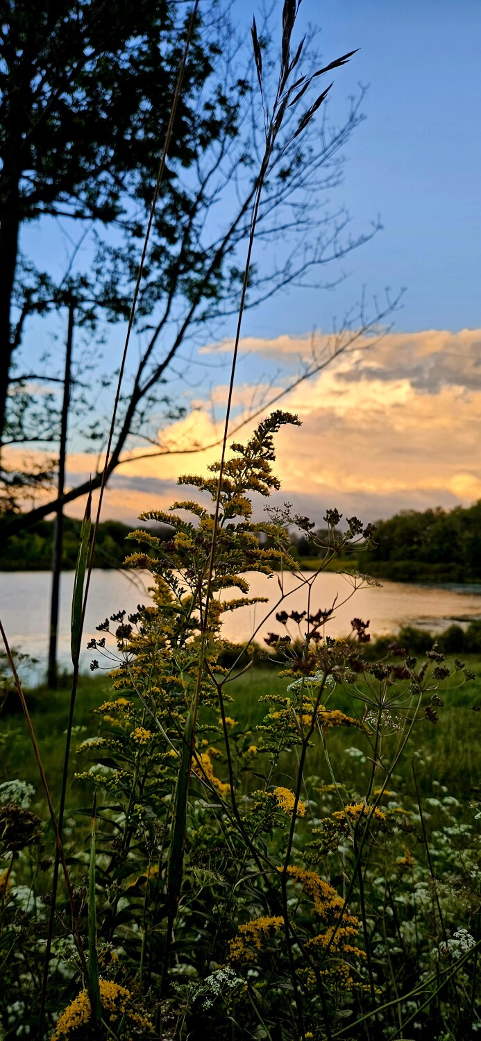 Goldenrod by the Lake