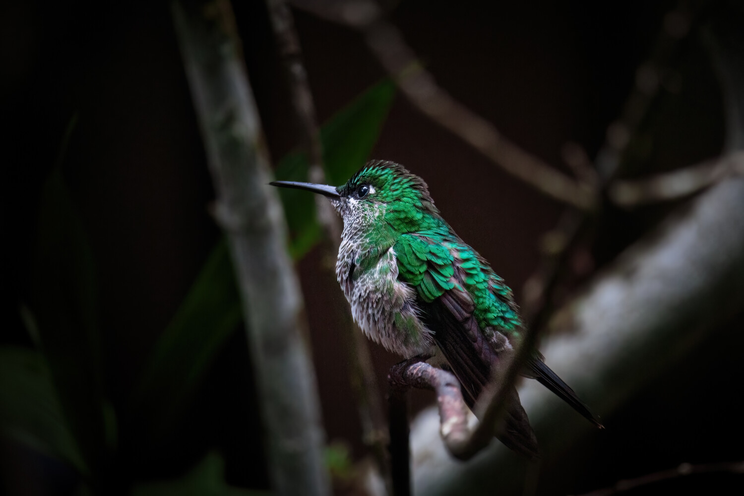 Bright Hummingbird in a Dark Forest