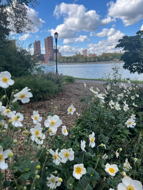 Looking at you from Randals Island ,NYC.