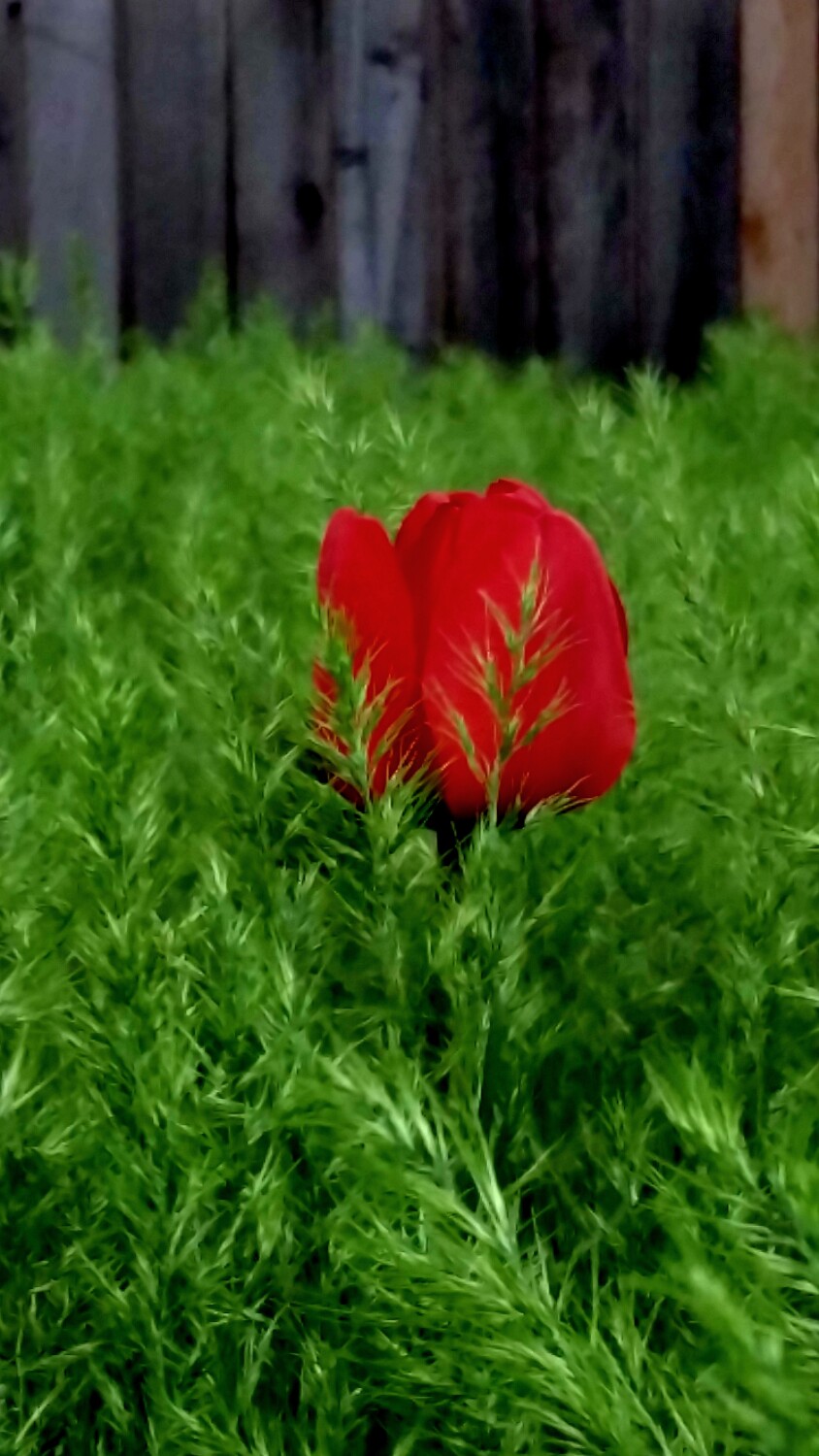 Lost in a sea of green.