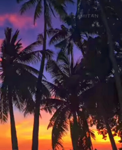 Sunset Palms