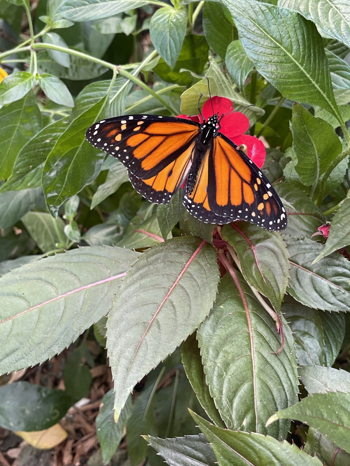 Butterfly meet flower