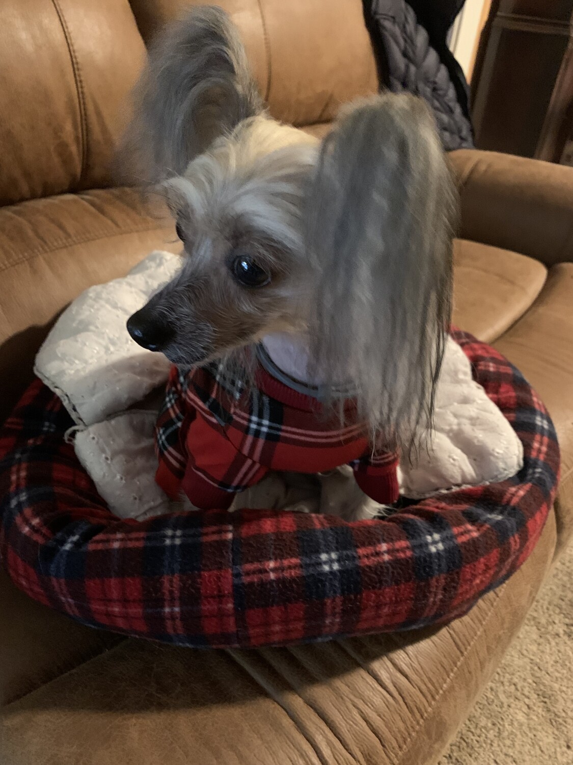 Evie is ready for Christmas!