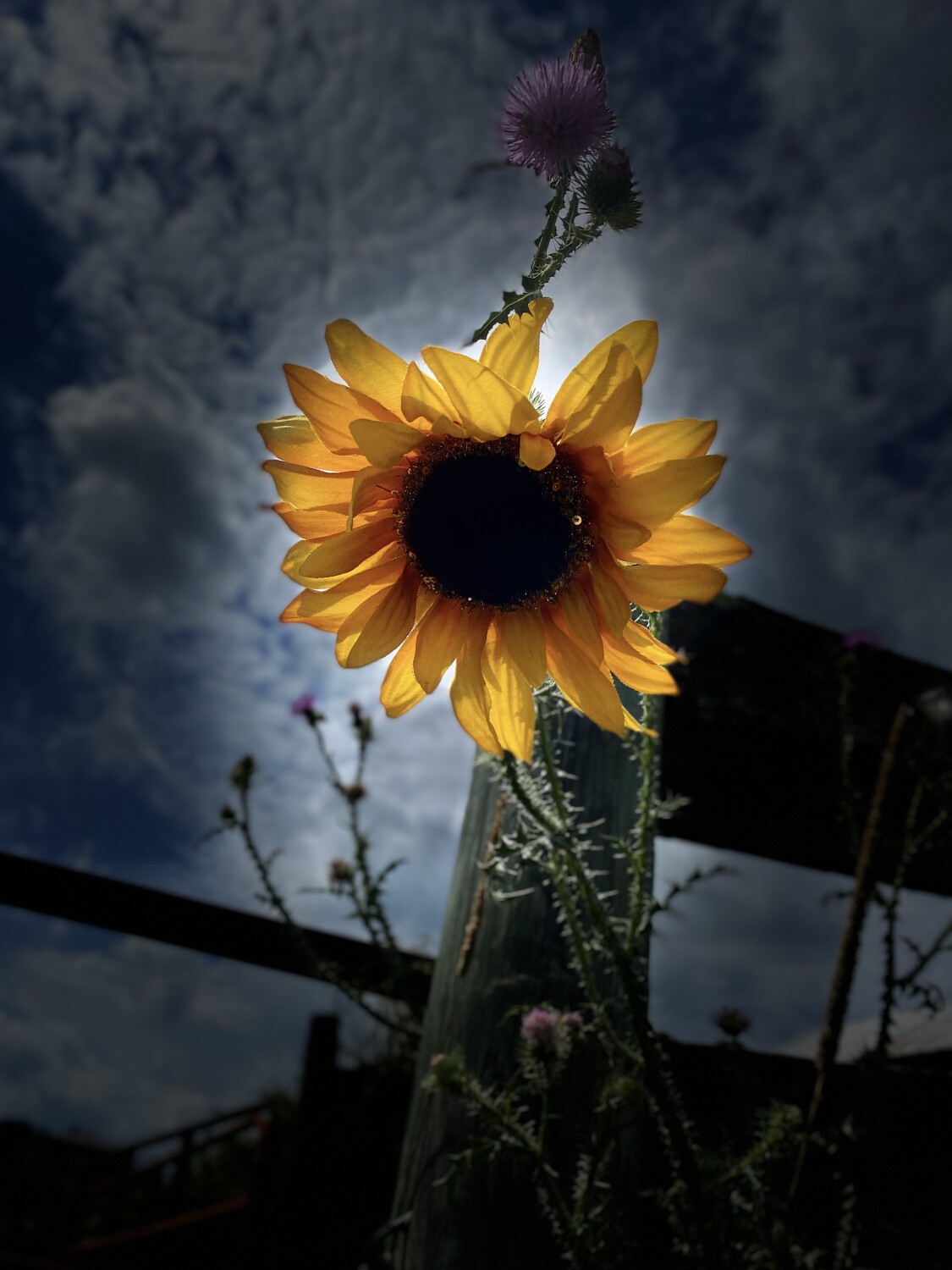 Sunflower on the farm