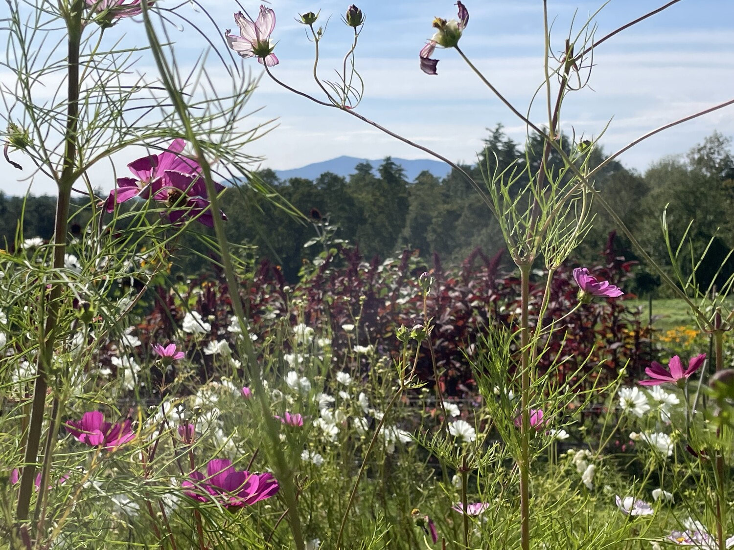 Mount Monadnock - field of flowers