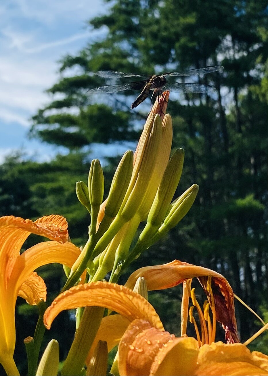 One of nature’s finest!