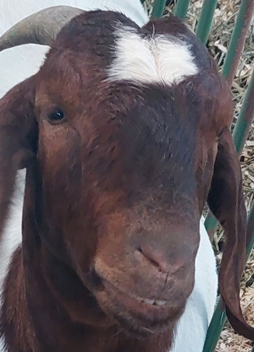 Goofing around goat.