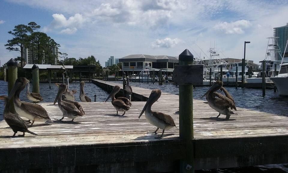 The Docked Pelicans ❤️