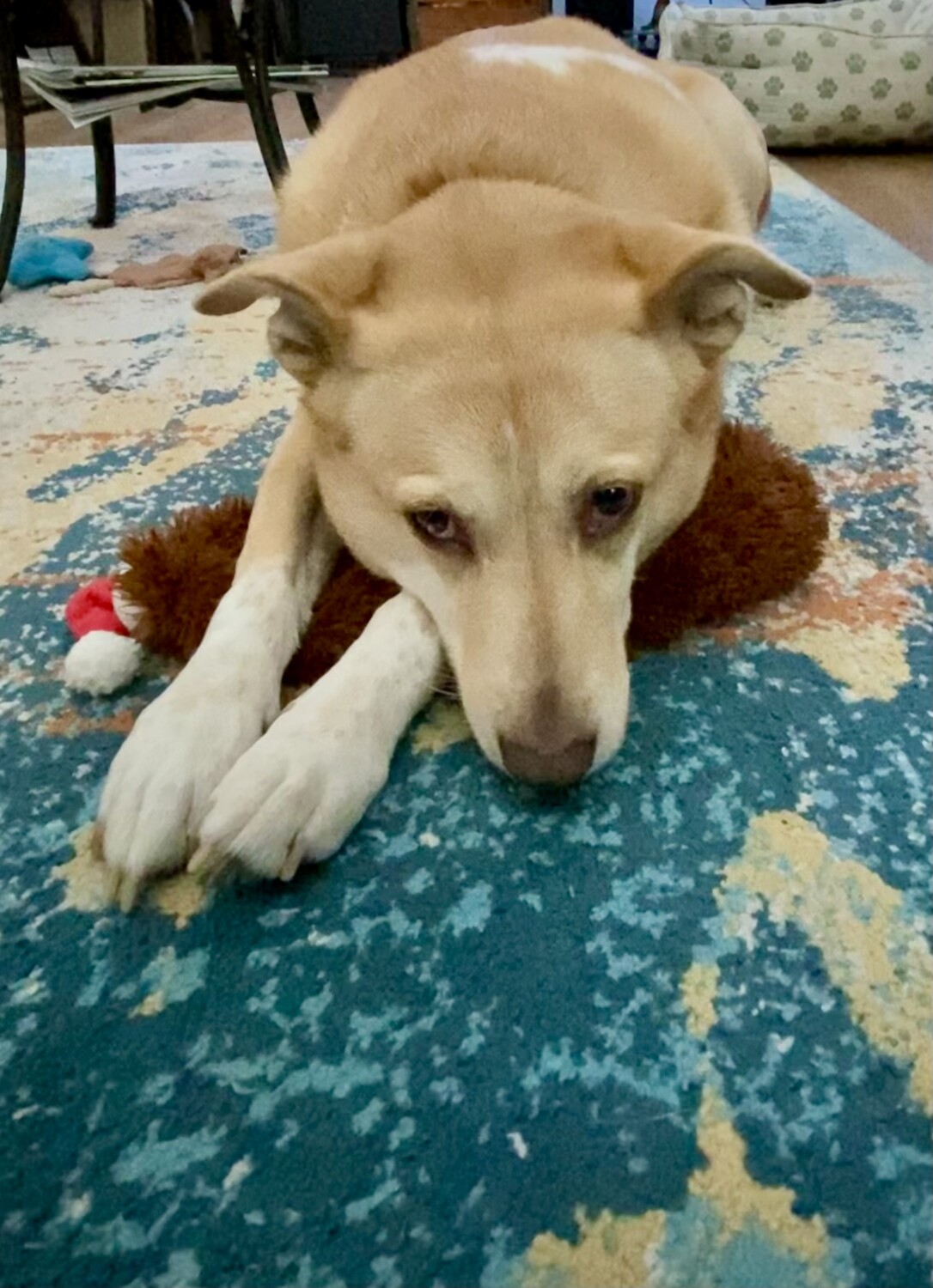 Butterscotch and hedgehog