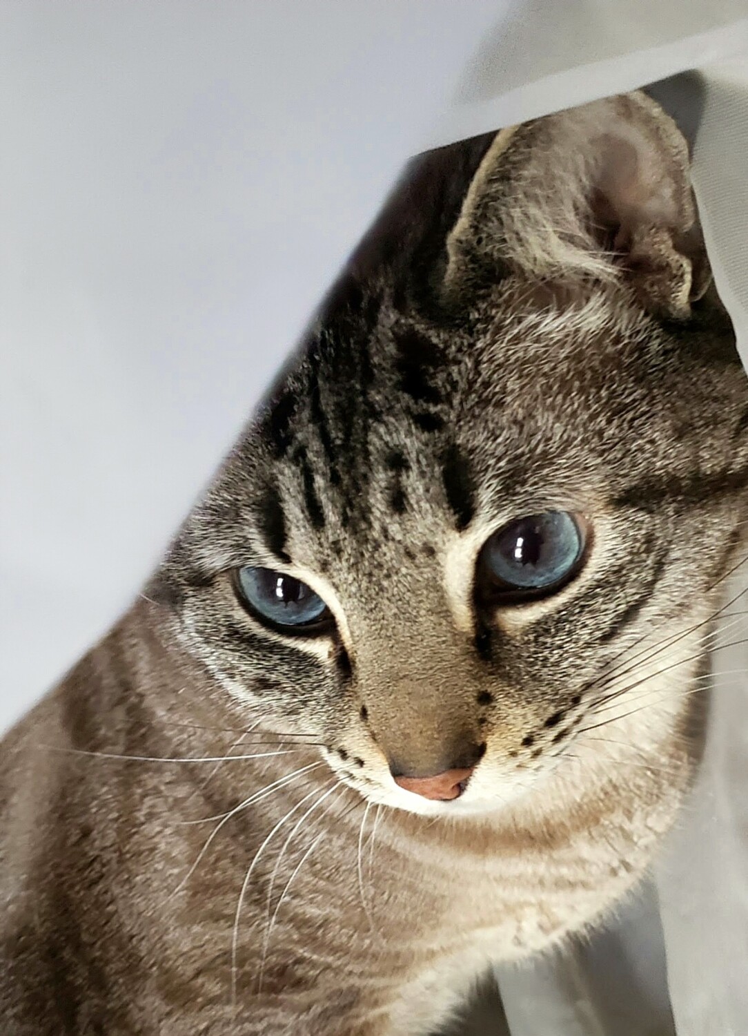 My Sweet Lynx Point Siamese Cat Cotton Ball