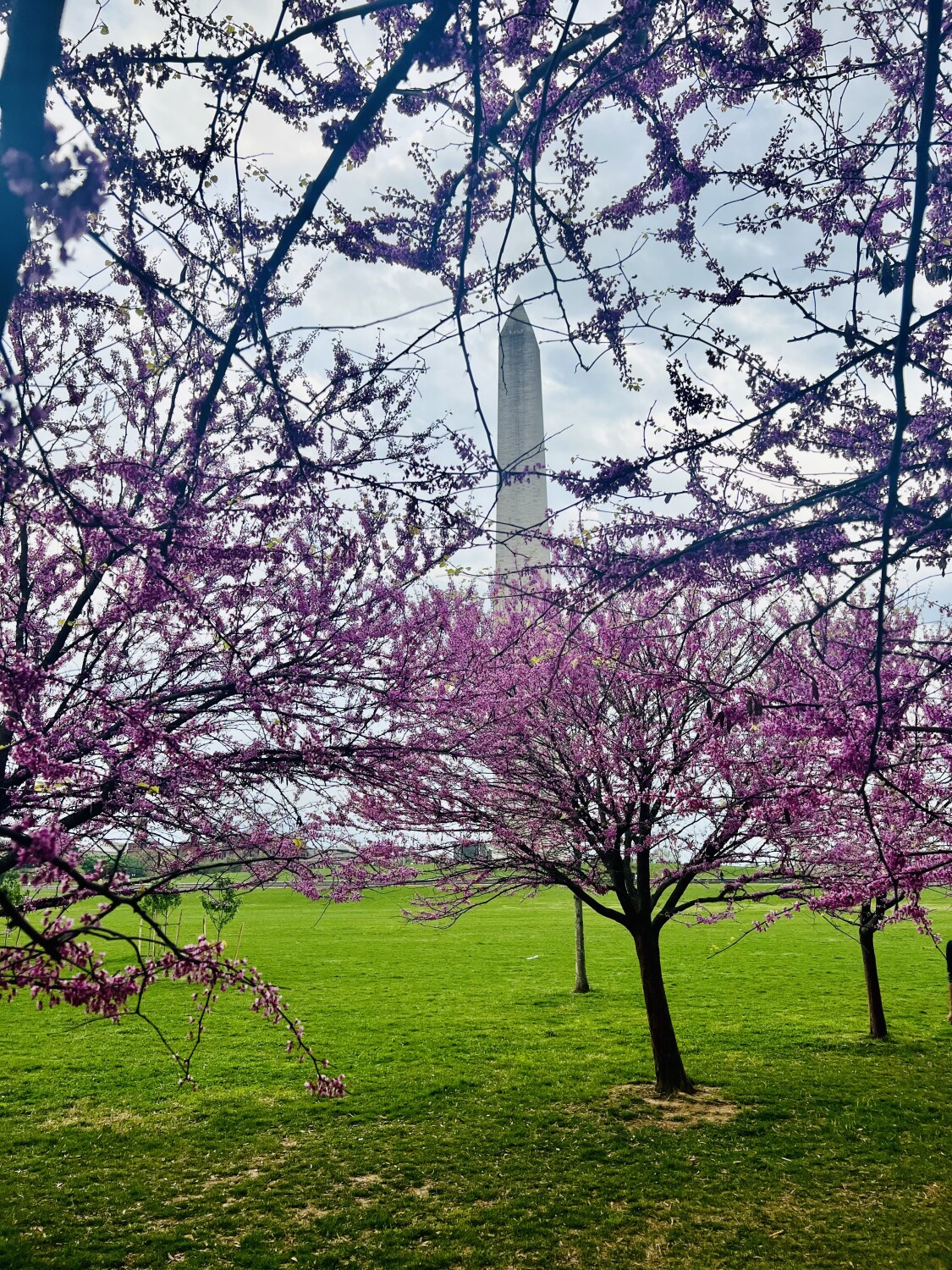 Monument in mids of Sakura